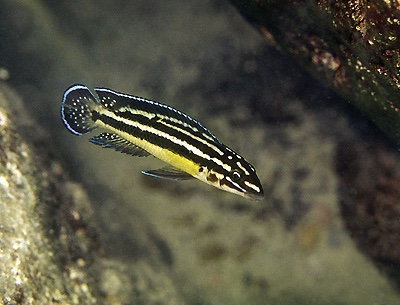 Julidochromis marksmithi 'Mvuna Island'